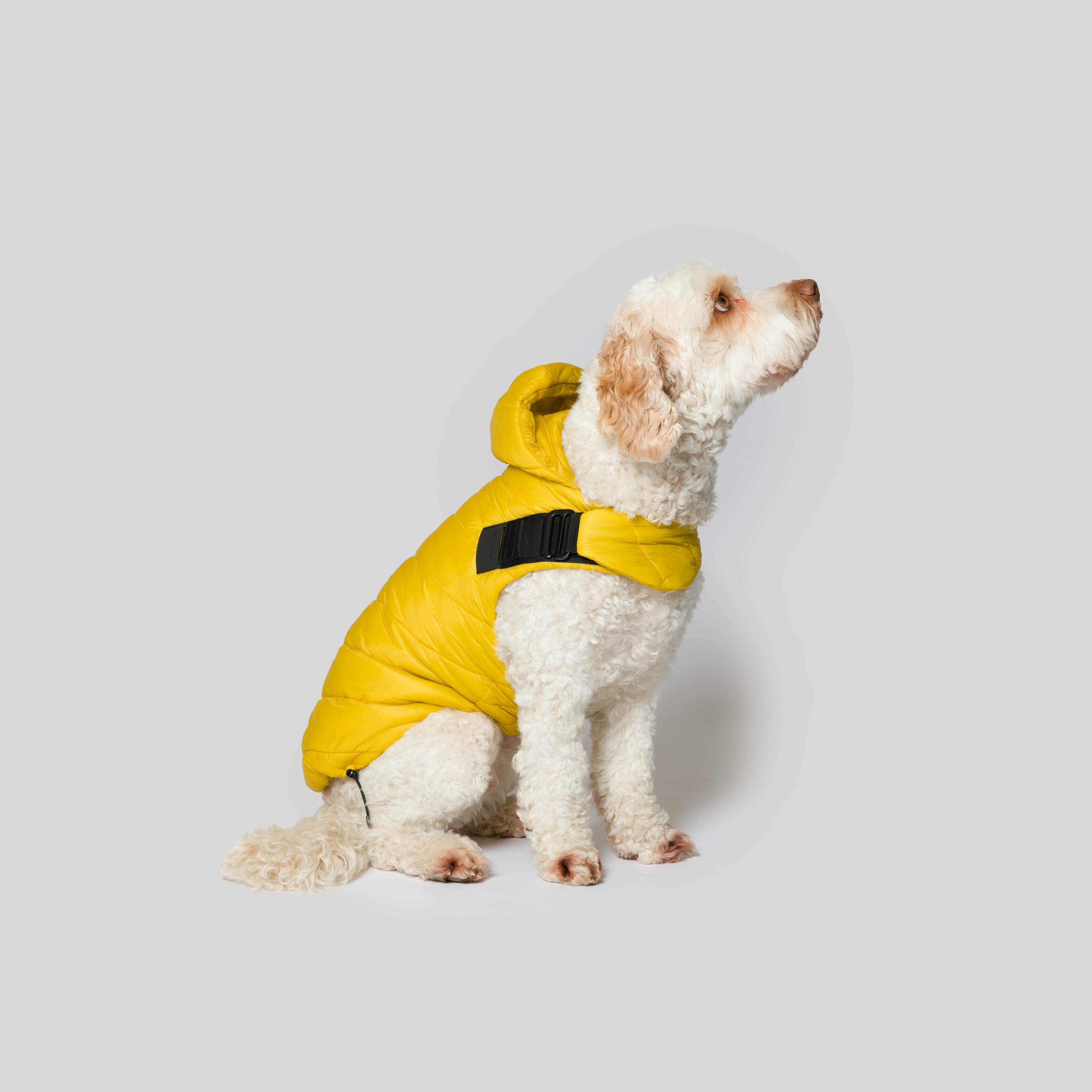 iddu dog Mantel Nr. 01 in Sonnengelb