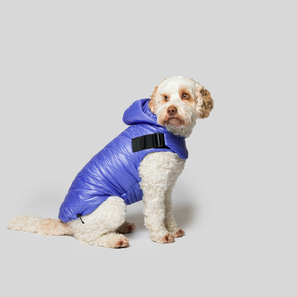 iddu dog Mantel Nr. 01 in Königsblau